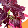 Painted Nettle - Coleus unnamed #8 - Welsh Grown - Sprouts of Bristol