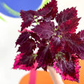 Painted Nettle - Coleus unnamed #8 - Welsh Grown - Sprouts of Bristol
