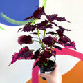 Painted Nettle - Coleus unnamed #8 - Welsh Grown - Sprouts of Bristol