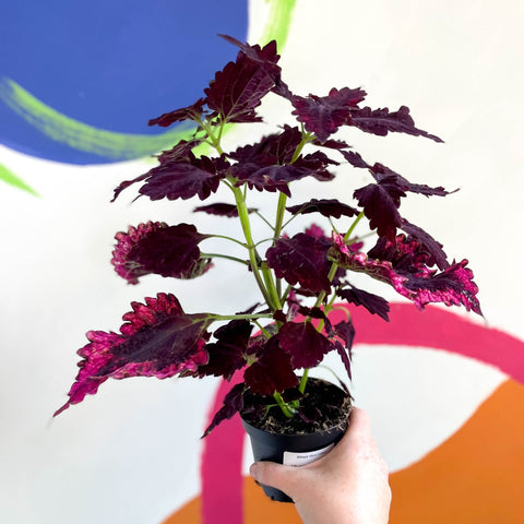 Painted Nettle - Coleus unnamed #8 - Welsh Grown - Sprouts of Bristol