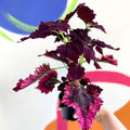 Painted Nettle - Coleus unnamed #8 - Welsh Grown - Sprouts of Bristol