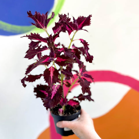 Painted Nettle - Coleus unnamed #9 - Welsh Grown - Sprouts of Bristol