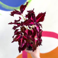 Painted Nettle - Coleus unnamed #9 - Welsh Grown - Sprouts of Bristol