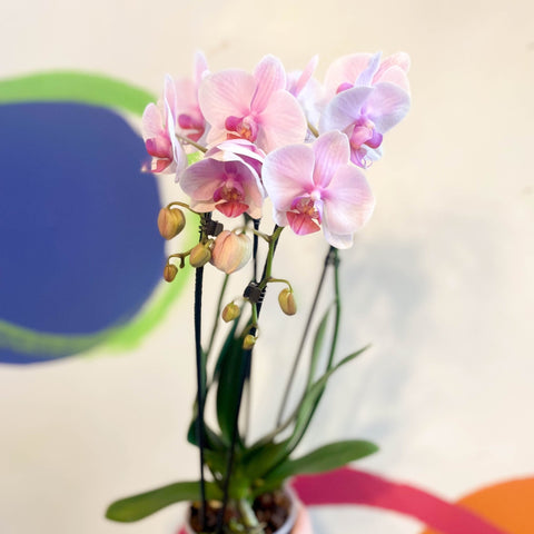 Pale Pink Moth Orchid - Phalaenopsis 'Alice Girl' - Sprouts of Bristol