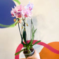 Pale Pink Moth Orchid - Phalaenopsis 'Alice Girl' - Sprouts of Bristol