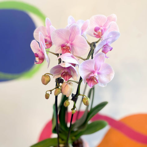Pale Pink Moth Orchid - Phalaenopsis 'Alice Girl' - Sprouts of Bristol