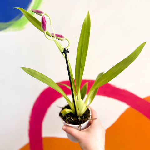 Pansy Orchid - Miltoniopsis - Sprouts of Bristol