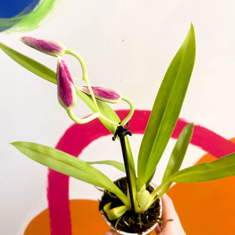 Pansy Orchid - Miltoniopsis - Sprouts of Bristol