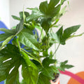Paper Plant - Fatsia japonica - Sprouts of Bristol