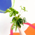 Paper Plant - Fatsia japonica - Sprouts of Bristol
