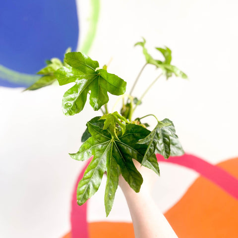 Paper Plant - Fatsia japonica - Sprouts of Bristol