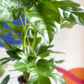 Paper Plant - Fatsia japonica - Sprouts of Bristol