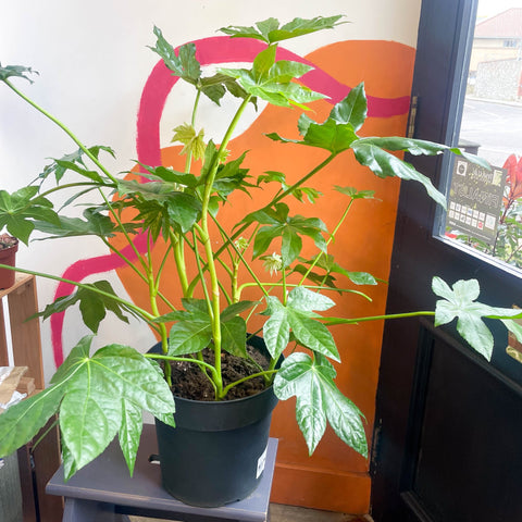 Paper Plant - Fatsia japonica - Sprouts of Bristol