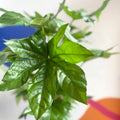 Paper Plant - Fatsia japonica - Sprouts of Bristol