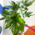 Paper Plant - Fatsia japonica - Sprouts of Bristol