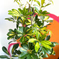Parasol Plant - Schefflera arboricola 'Gold Capella' - Sprouts of Bristol