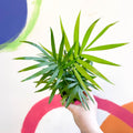 Parlour Palm - Chamaedorea elegans - Sprouts of Bristol