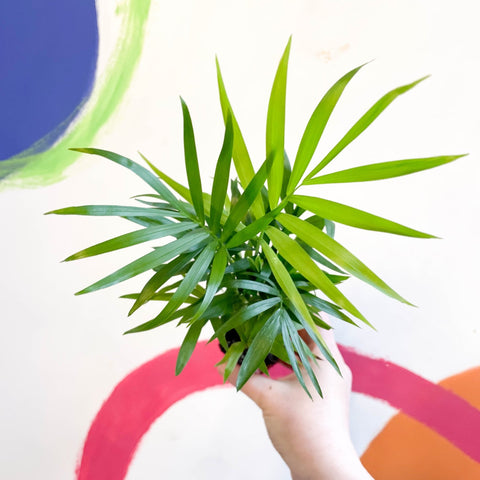 Parlour Palm - Chamaedorea elegans - Sprouts of Bristol