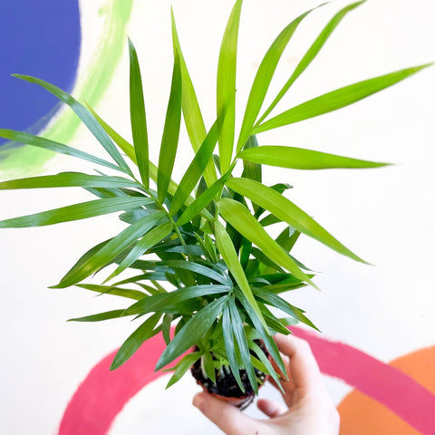 Parlour Palm - Chamaedorea elegans - Sprouts of Bristol