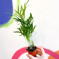 Parlour Palm - Chamaedorea elegans - Sprouts of Bristol