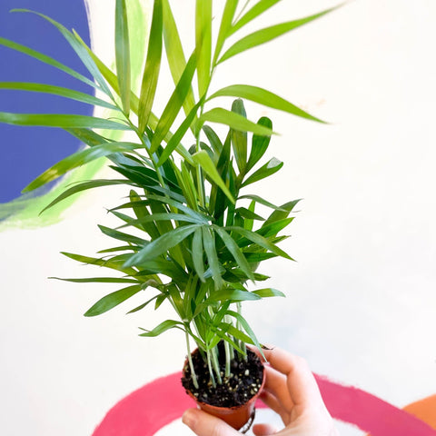 Parlour Palm - Chamaedorea elegans - Sprouts of Bristol