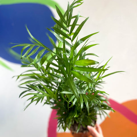 Parlour Palm - Chamaedorea elegans - Sprouts of Bristol