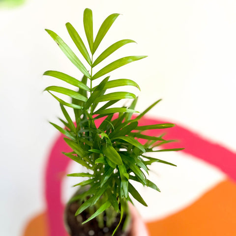 Parlour Palm - Chamaedorea elegans - British Grown - Sprouts of Bristol