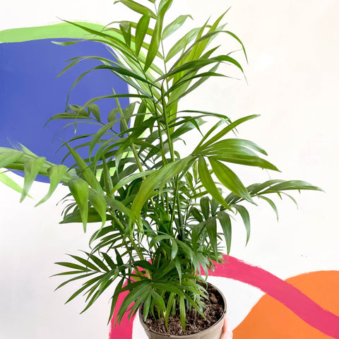 Parlour Palm - Chamaedorea elegans - British Grown - Sprouts of Bristol