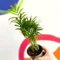 Parlour Palm - Chamaedorea elegans - British Grown - Sprouts of Bristol