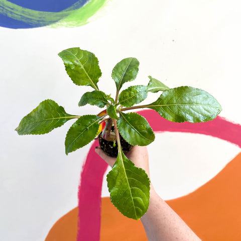 Parrot Plant - Impatiens niamniamensis - Welsh Grown - Sprouts of Bristol