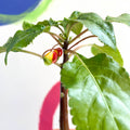 Parrot Plant - Impatiens niamniamensis - Welsh Grown - Sprouts of Bristol