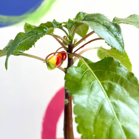 Parrot Plant - Impatiens niamniamensis - Welsh Grown - Sprouts of Bristol