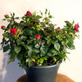 Patio Rose - Rosa - Sprouts of Bristol