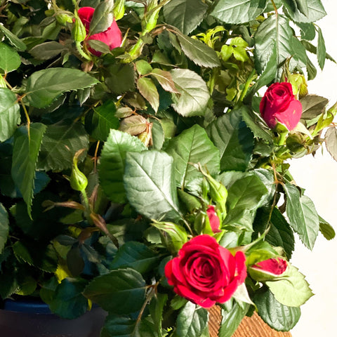 Patio Rose - Rosa - Sprouts of Bristol