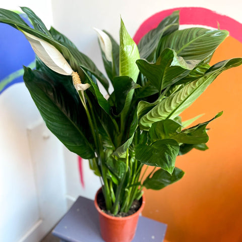 Peace Lily - Spathiphyllum 'Bingo Cupido' - Sprouts of Bristol