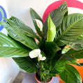 Peace Lily - Spathiphyllum 'Bingo Cupido' - Sprouts of Bristol