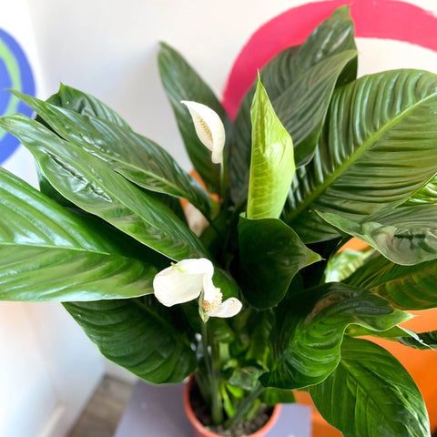 Peace Lily - Spathiphyllum 'Bingo Cupido' - Sprouts of Bristol