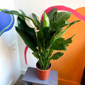Peace Lily - Spathiphyllum 'Bingo Cupido' - Sprouts of Bristol
