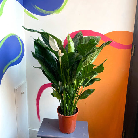 Peace Lily - Spathiphyllum 'Bingo Cupido' - Sprouts of Bristol