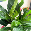 Peace Lily - Spathiphyllum 'Sweet Sebastiano' - Sprouts of Bristol