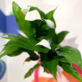Peace Lily - Spathiphyllum 'Sweet Silvio' - Sprouts of Bristol