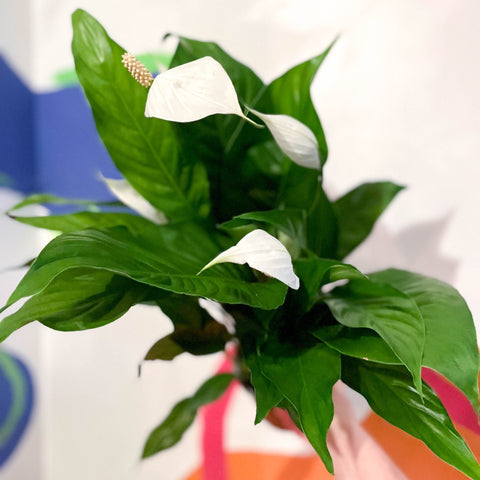 Peace Lily - Spathiphyllum 'Sweet Silvio' - Sprouts of Bristol