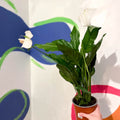 Peace Lily - Spathiphyllum 'Sweet Silvio' - Sprouts of Bristol
