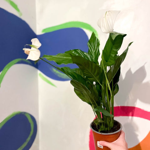 Peace Lily - Spathiphyllum 'Sweet Silvio' - Sprouts of Bristol