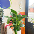Peace Lily - Spathiphyllum wallisii 'Sweet Lauretta' - Sprouts of Bristol