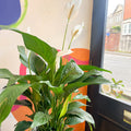 Peace Lily - Spathiphyllum wallisii 'Sweet Lauretta' - Sprouts of Bristol