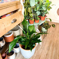Peace Lily - Spathiphyllum wallisii 'Verdi' - Sprouts of Bristol