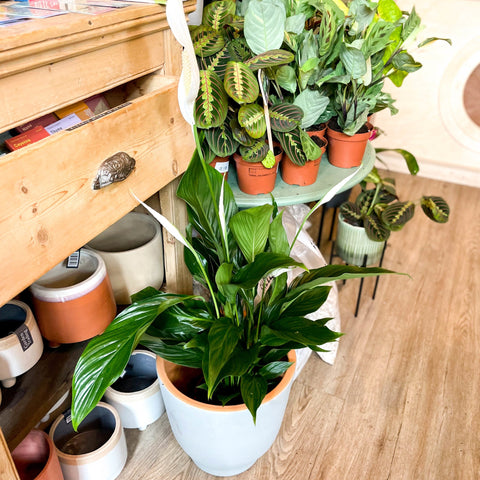 Peace Lily - Spathiphyllum wallisii 'Verdi' - Sprouts of Bristol