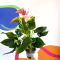 Peach Flamingo Flower - Anthurium andraeanum 'Joli Peach' - Sprouts of Bristol