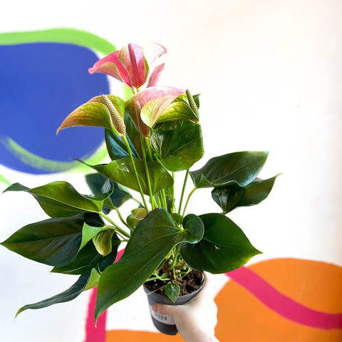 Peach Flamingo Flower - Anthurium andraeanum 'Joli Peach' - Sprouts of Bristol